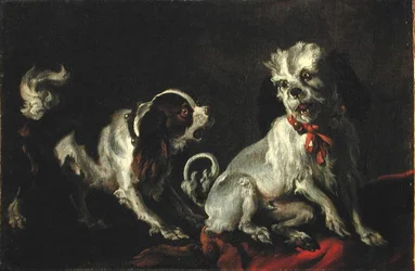 Chiens en train de jouer